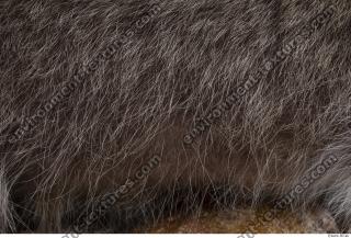 raccoon fur 0013